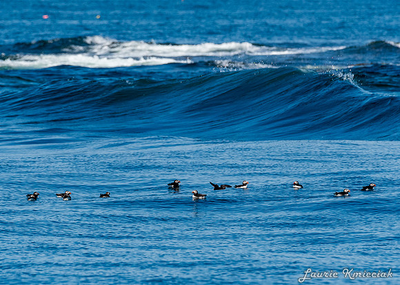 Acadia NP-LAK_9546