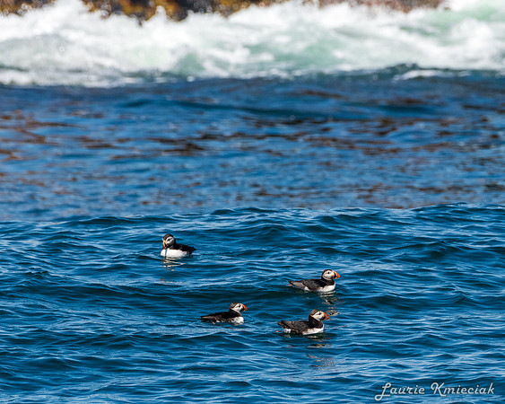 Acadia NP-LAK_9657