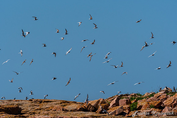Acadia NP-LAK_9737