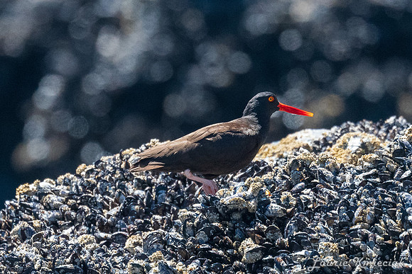 Cannon-Beach-LAK_1549
