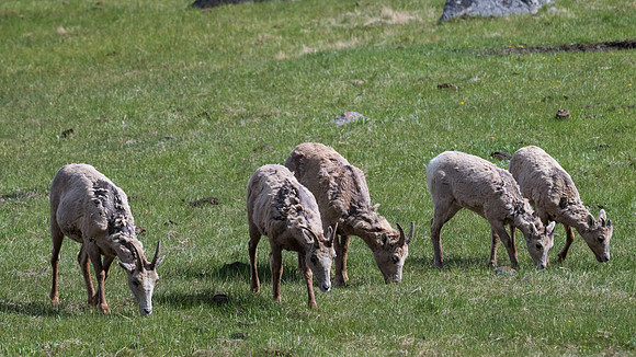 Yellowstone _MAK0435