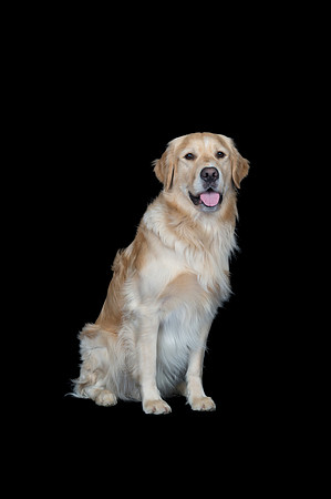 Goose-Spirits Goldens-095