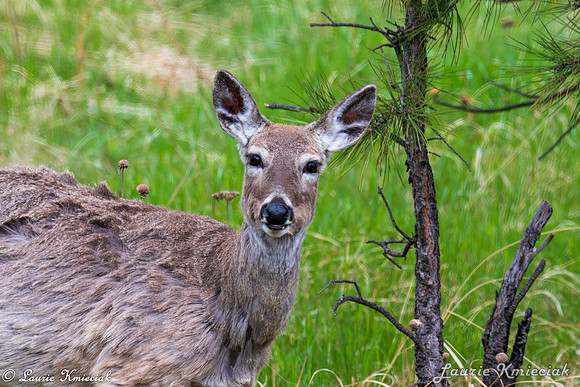 Black-Hills-LAK_7024-Enhanced-NR