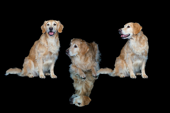 Kila-Spirits Goldens-stacked
