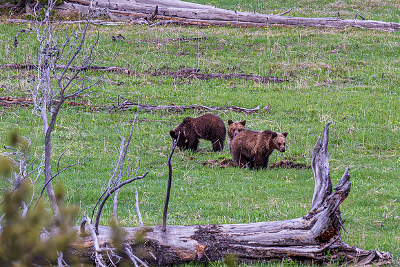 Yellowstone _MAK4864-Enhanced-NR