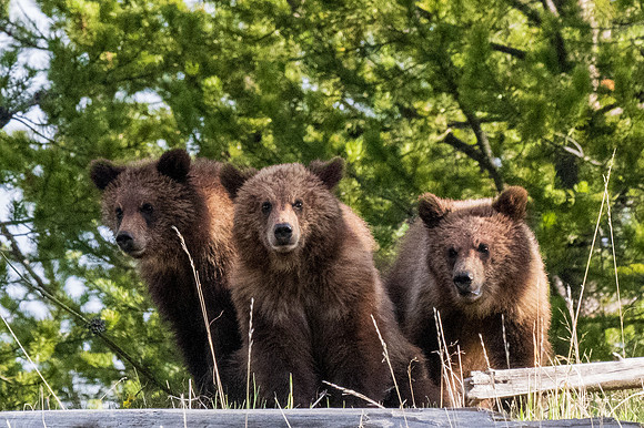 Yellowstone _MAK3873