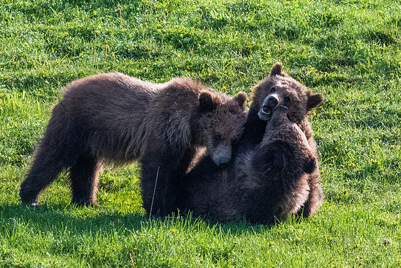 Yellowstone _MAK4097