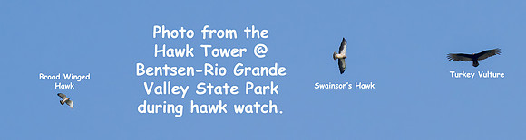 Hawk Watch_MAK1224-Enhanced-NR