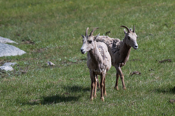 Yellowstone _MAK0425