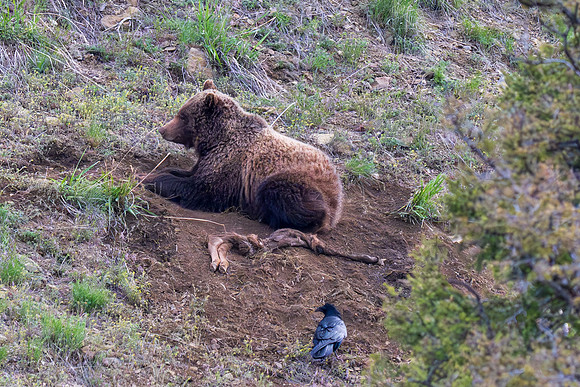 Yellowstone _MAK0067-Enhanced-NR