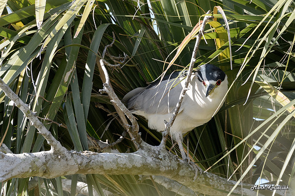 Estero Llano Grande-MAK_2753