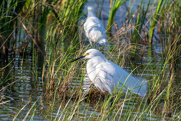 Estero Llano Grande SP_MAK9781