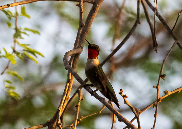 Ruby-throated hummingbird-DSC_3315