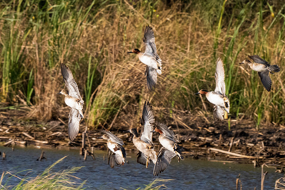 Estero Llano Grande SP_MAK9739
