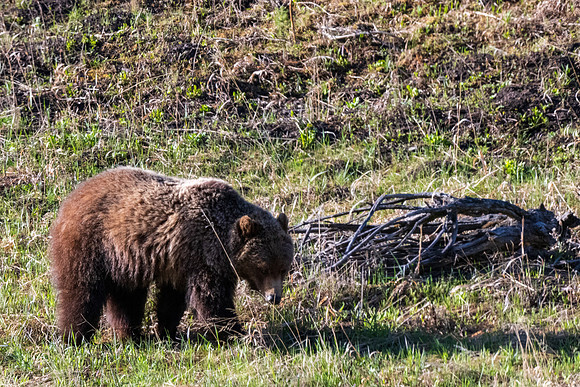 Yellowstone _MAK0776