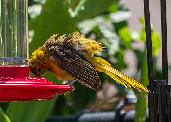 Not Hummingbirds