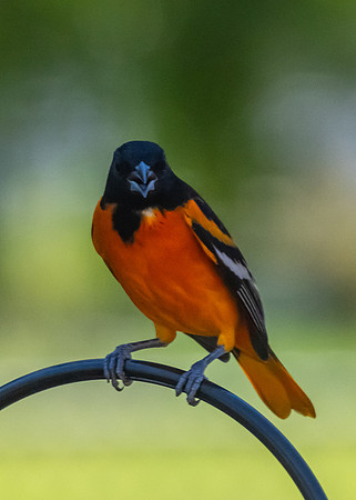 Not Hummingbirds-4