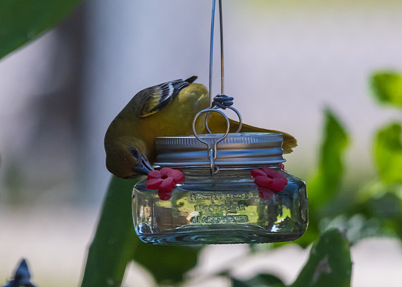 Not Hummingbirds-3