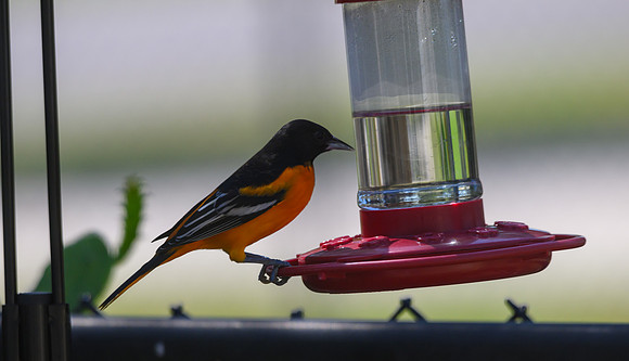 Not Hummingbirds-2