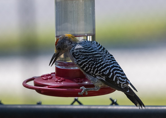 Not Hummingbirds-6