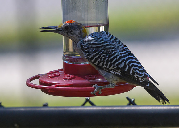 Not Hummingbirds-7