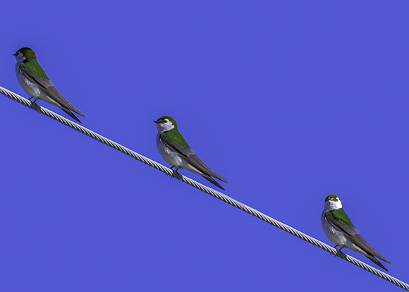 Grand Canyon-Violet Green Swallow