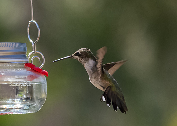 Hummingbird migration-DSC_4188