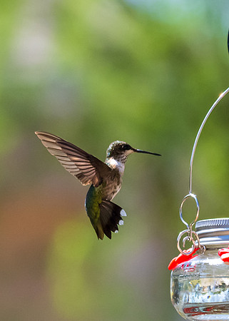 Hummingbird migration-DSC_4215