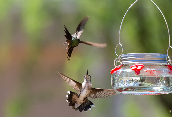 Hummingbird migration-DSC_4218