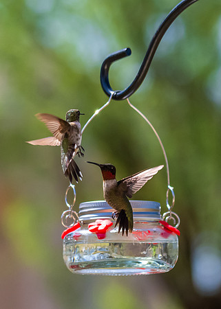 Hummingbird migration-DSC_4108