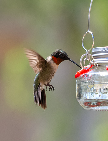 Hummingbird migration-DSC_4221
