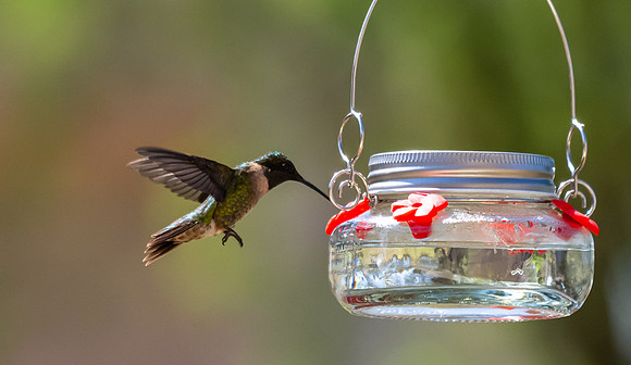 Hummingbird migration-DSC_4069