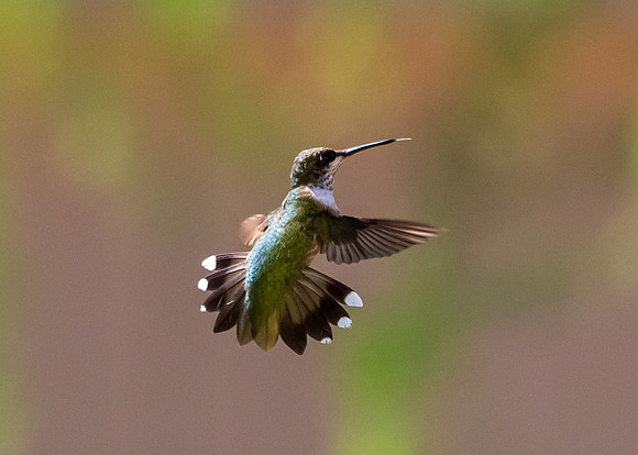 Hummingbird migration-DSC_4302