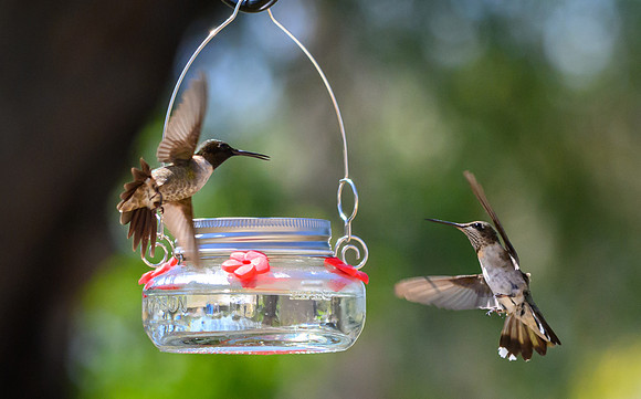 Hummingbird migration-DSC_4230