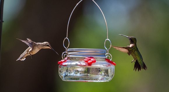 Hummingbird migration-DSC_4047