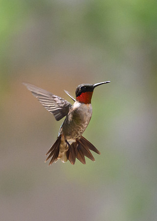 Hummingbird migration-DSC_4225