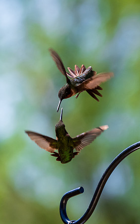 Hummingbird migration-DSC_4077