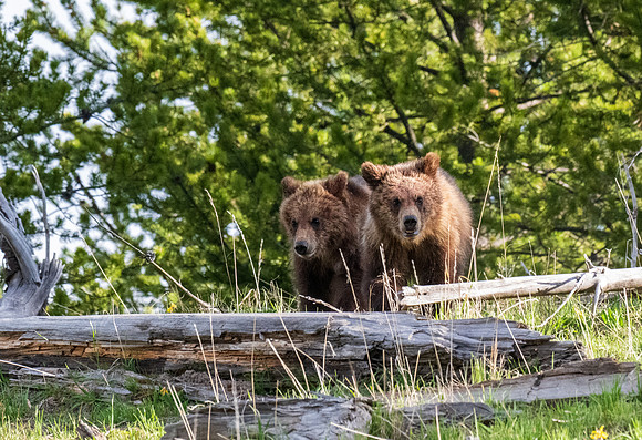 Yellowstone _MAK3945