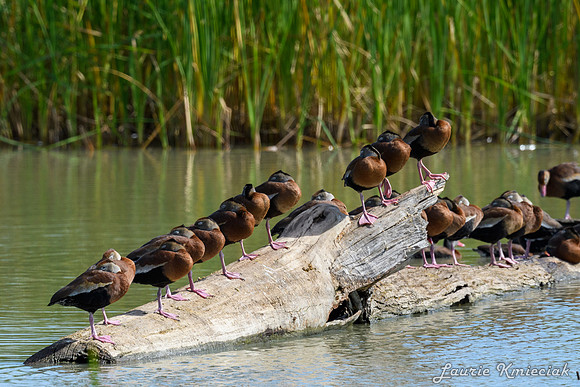 Estero Llano Grande-LAK_2768
