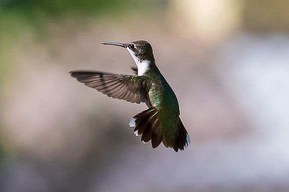 Hummingbirds-untitled-DSC_4492