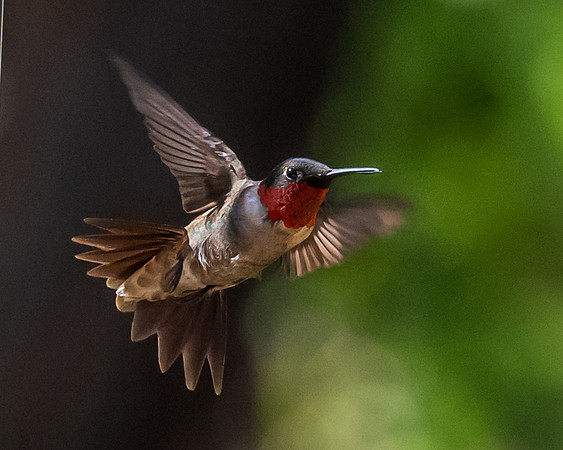 Hummingbirds-untitled-DSC_4426
