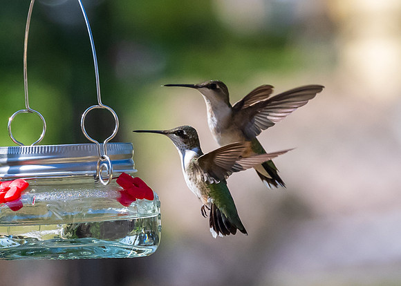 Hummingbirds-untitled-DSC_4513