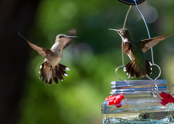 Hummingbirds-untitled-DSC_4540
