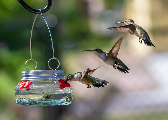 Hummingbirds-untitled-DSC_4573