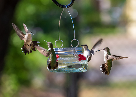 Hummingbirds-untitled-DSC_4539