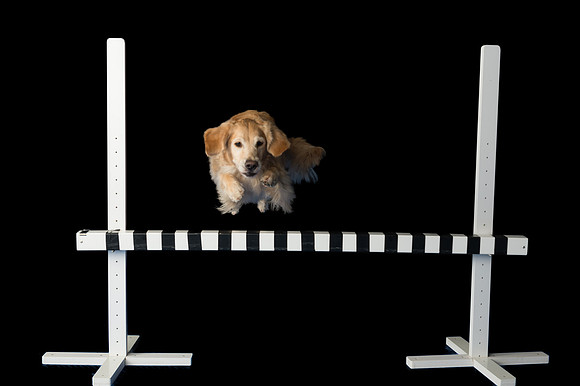 Kila-Spirits Goldens-053