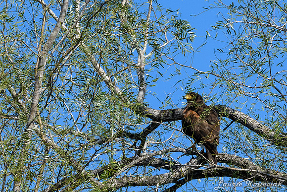 Bentsen-Rio Grande State ParkLAK_1612