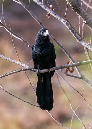 Grooved-billed Ani-untitled-DSC_4928