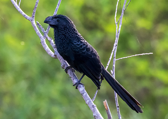Grooved-billed Ani-untitled-DSC_4973