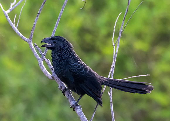 Grooved-billed Ani-untitled-DSC_4972